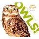 OWLS!世界のふくろうたちカレンダー 2017 [単行本]