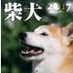 柴犬カレンダー 2017 [カレンダー]