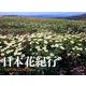 日本花紀行カレンダー 2017 [単行本]