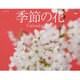 季節の花 カレンダー2017 [カレンダー]