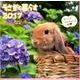 うさぎと暮らすCALENDER 2017 [単行本]