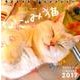 なごみ猫週めくりカレンダー 2017 [単行本]