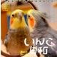 いんこ日和週めくりカレンダー 2017 [単行本]