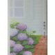 紫陽花 [単行本]