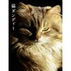 猫ダンディー [単行本]