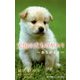 天国の犬ものがたり―ありがとう(小学館ジュニア文庫) [新書]
