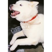 白い犬 [単行本]