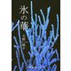 氷の華 [単行本]