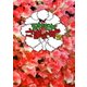 モヤモヤさまぁ～ず2 DVD-BOX(VOL.28、VOL.29) [DVD]