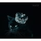 Aimer／BEST SELECTION "noir"