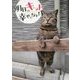 明日はキャット幸せになれる [単行本]