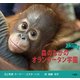 森のなかのオランウータン学園(野生動物を救おう!) [図鑑]