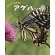 ぜんぶわかる!アゲハ(しぜんのひみつ写真館〈8〉) [単行本]