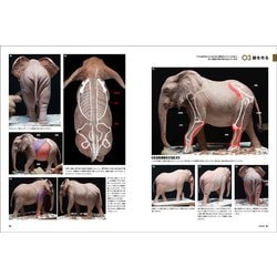 ヨドバシ Com アニマル モデリング 動物造形解剖学 単行本 通販 全品無料配達
