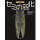 セミの羽化-どこがちがうか、わかる？（もっと知りたい） [全集叢書]