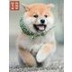 和風総本家十九代目豆助オフィシャルフォトブック [単行本]