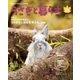 うさぎと暮らす 2017年 10月号 [雑誌]