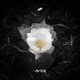 Avicii／ウィズアウト・ユー