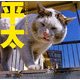 平太-なにわのぶちゃいどる猫 [単行本]