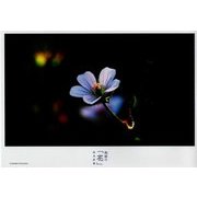 熊野の「花」 [単行本]