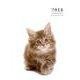 猫のこよみ 2018 [単行本]