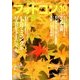 フォトコン 2017年 10月号 [雑誌]
