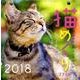 猫めくりカレンダー リフィル 2018 [カレンダー]