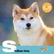 柴犬CALENDAR 2018 [カレンダー]