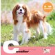 キャバリアCALENDAR 2018 [カレンダー]