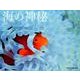 海の神秘Calendar 2018 [カレンダー]
