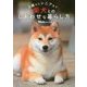 0歳からシニアまで柴犬とのしあわせな暮らし方 [単行本]