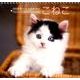 2018 こねこカレンダー（壁掛け） [カレンダー]