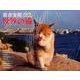 2018 岩合光昭 世界の猫カレンダー（壁掛け） [カレンダー]