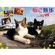 2018 ねこ散歩 中山祥代カレンダー（壁掛け） [カレンダー]