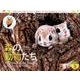 森の動物たちカレンダー 2018 [単行本]