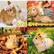 うさぎと暮らすカレンダー 2018 [カレンダー]