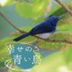 幸せの青い鳥 [単行本]