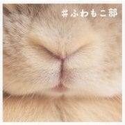 ＃ふわもこ部 [単行本]