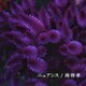 南佳孝／ニュアンス
