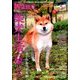 wan (ワン) 2018年 01月号 [雑誌]