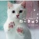 ぷにぷに肉球まつり ねこきゅう [単行本]