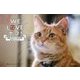 WE LOVE ボブ!―映画『ボブという名の猫』公式フォトブック [単行本]