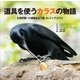 道具を使うカラスの物語―生物界随一の頭脳をもつ鳥カレドニアガラス [単行本]