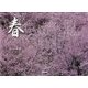 春-ふらの・びえい [単行本]