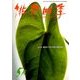 俳句四季 2018年 05月号 [雑誌]