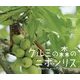 クルミの森のニホンリス(小学館の図鑑NEOの科学絵本) [絵本]
