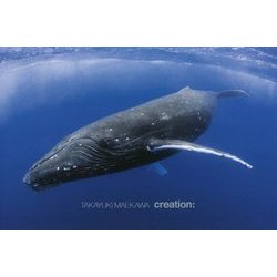 TAKAYUKI MAEKAWA creation: [単行本]