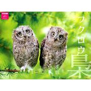 フクロウカレンダー 2019 [カレンダー]