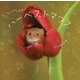 ちいさなかわいいハーベストマウス [単行本]