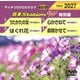 音多Station W(特別編) [DVD]